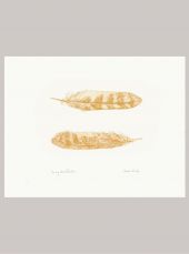 Hand-Signed Tawny Owl Feather Print