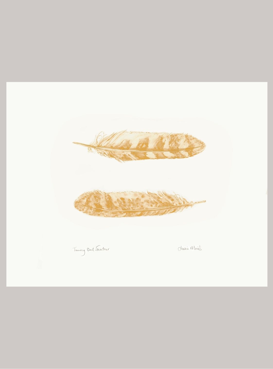 Hand-Signed Tawny Owl Feather Print
